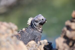Galapagos islands animals
