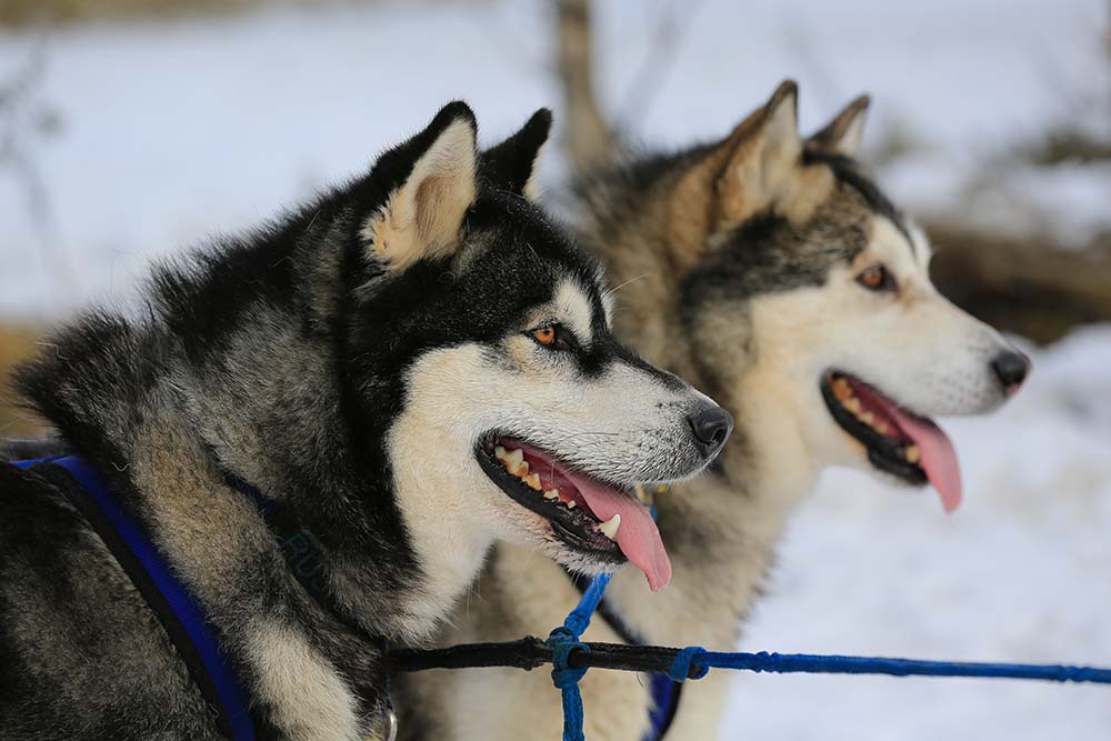 Sled dogs in Yukon.