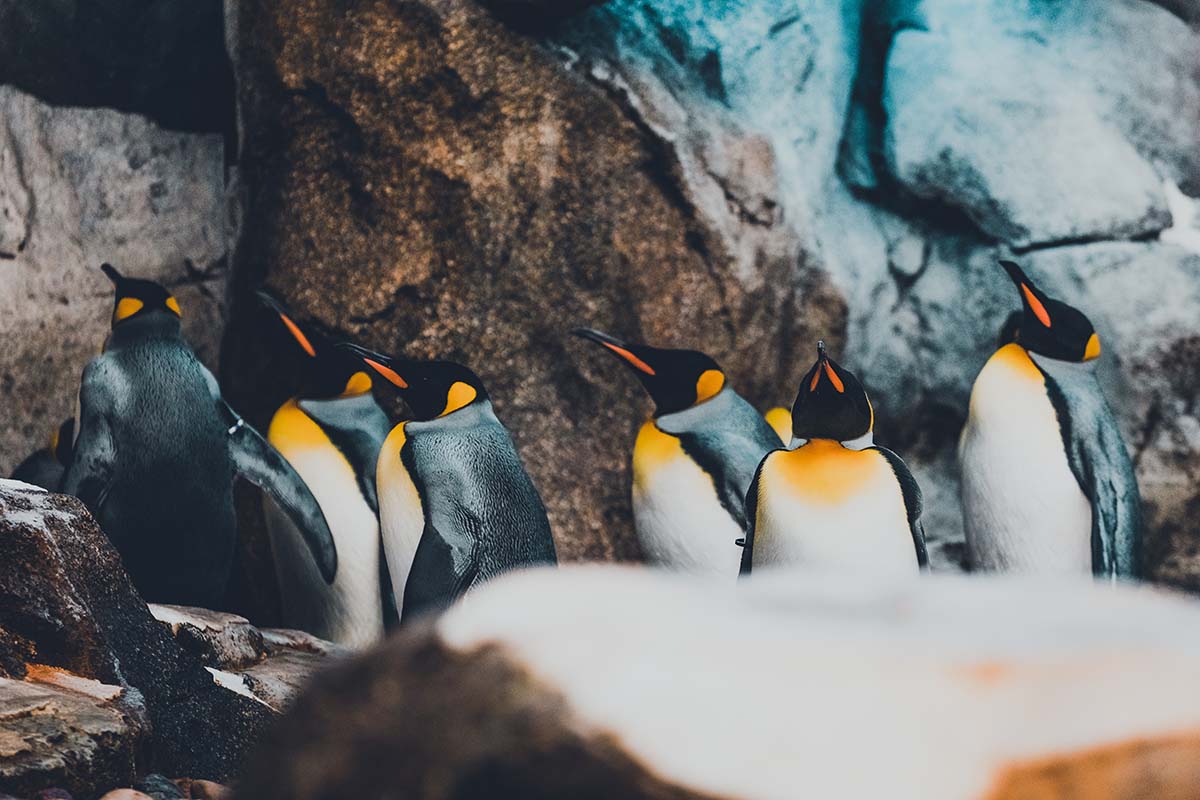 Explore the penguin sanctuary at the Calgary Zoo.
