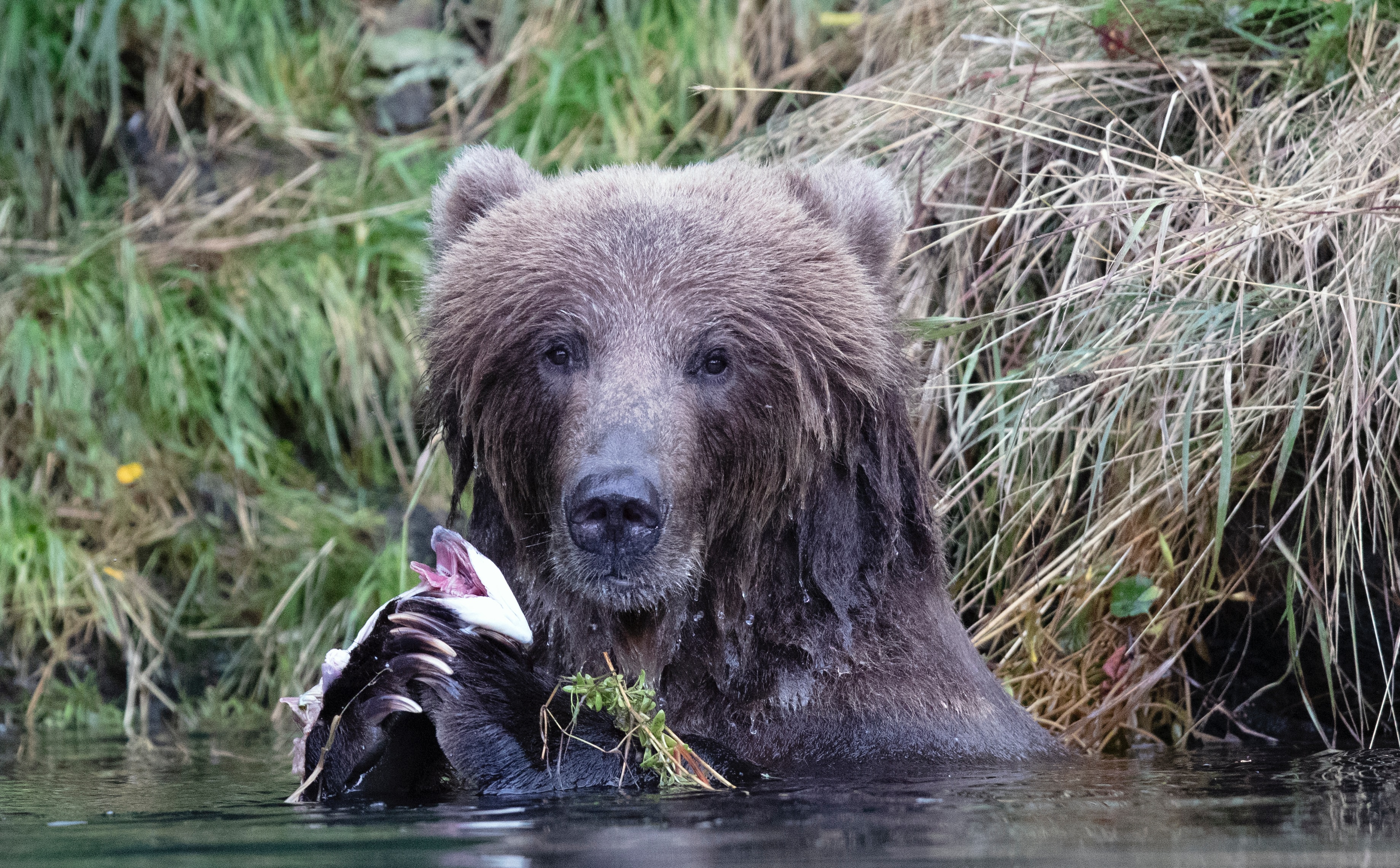 Alaskan brown bear fishing for salmon.