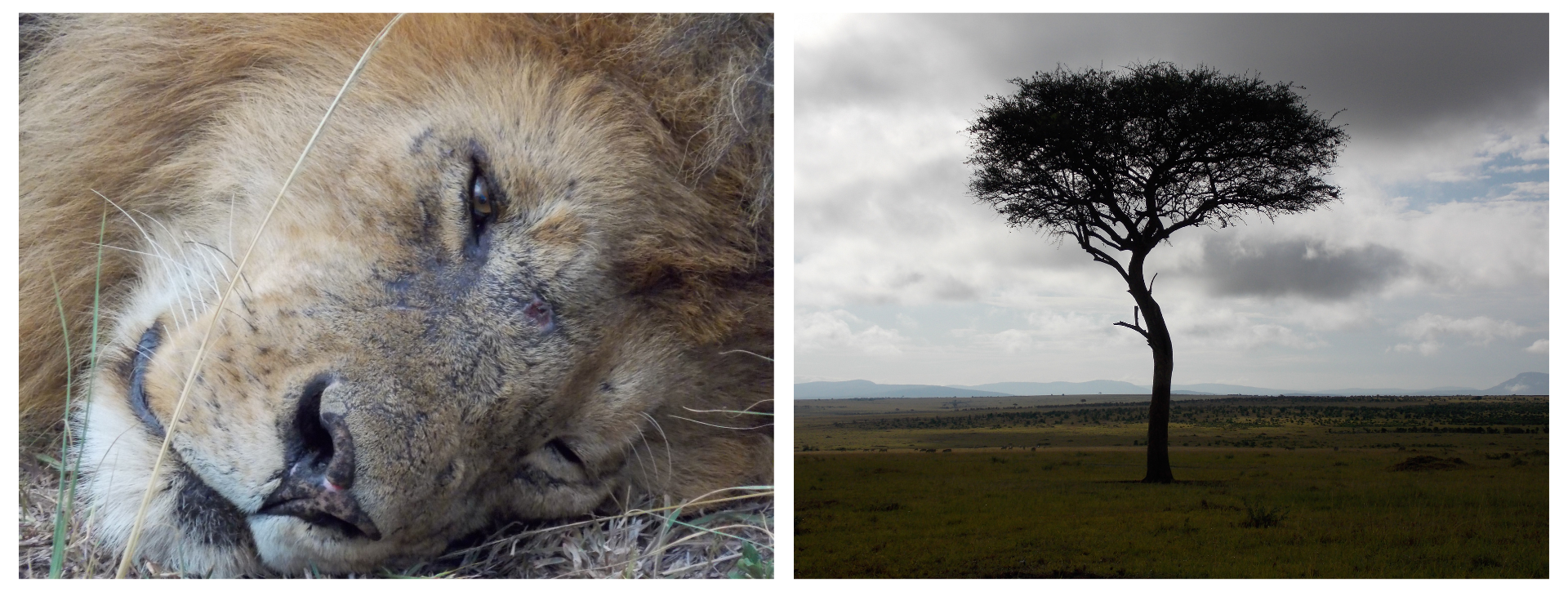 africa safari trip