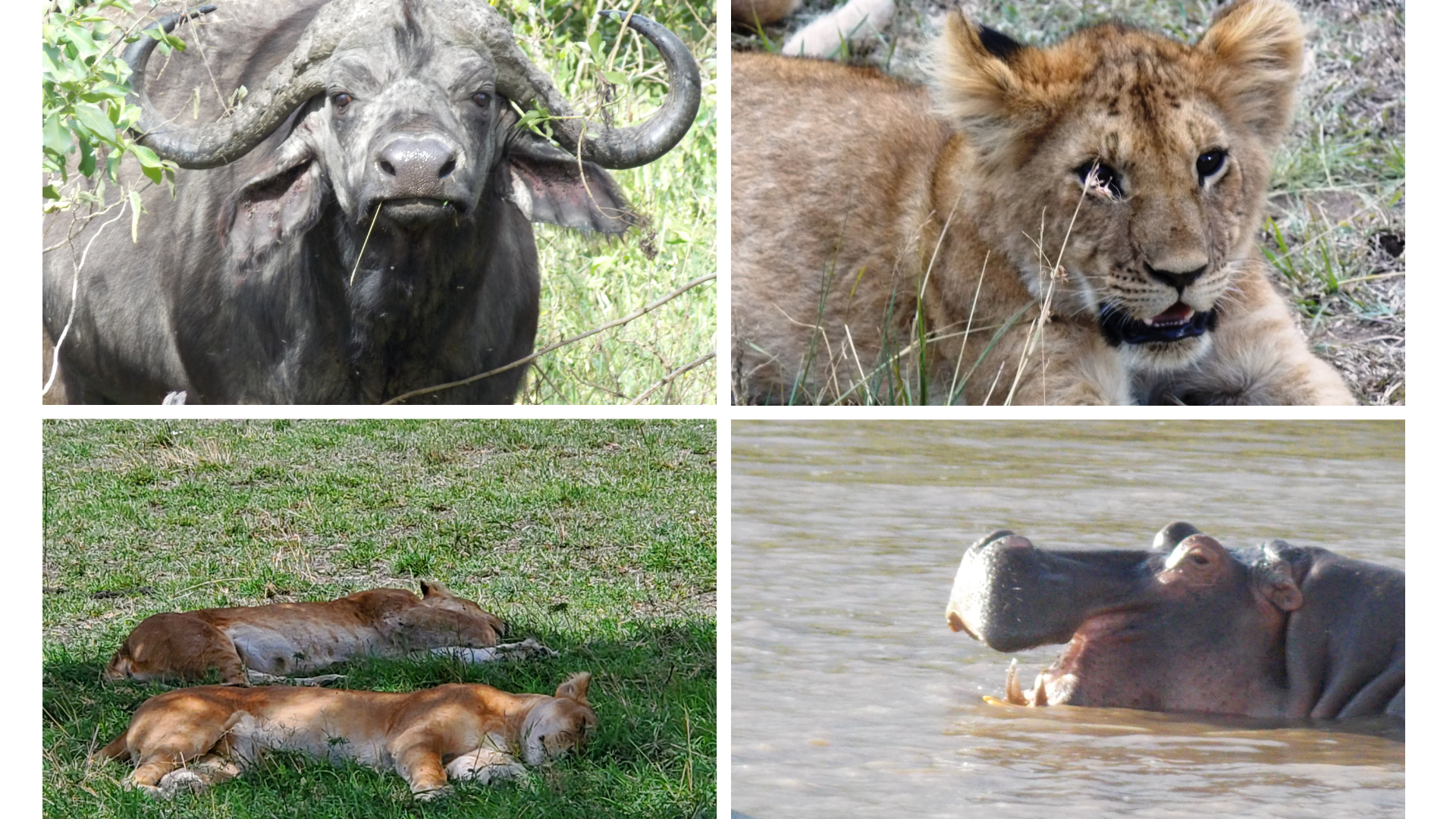 africa safari trip