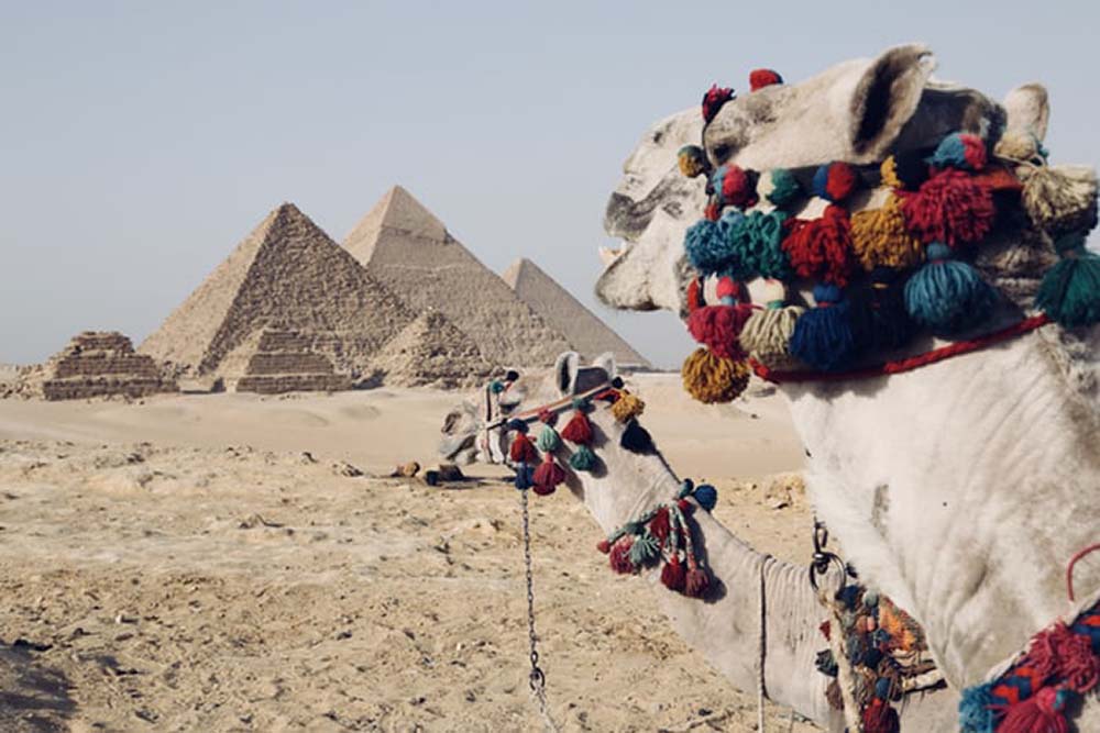 Camels and pyramids.