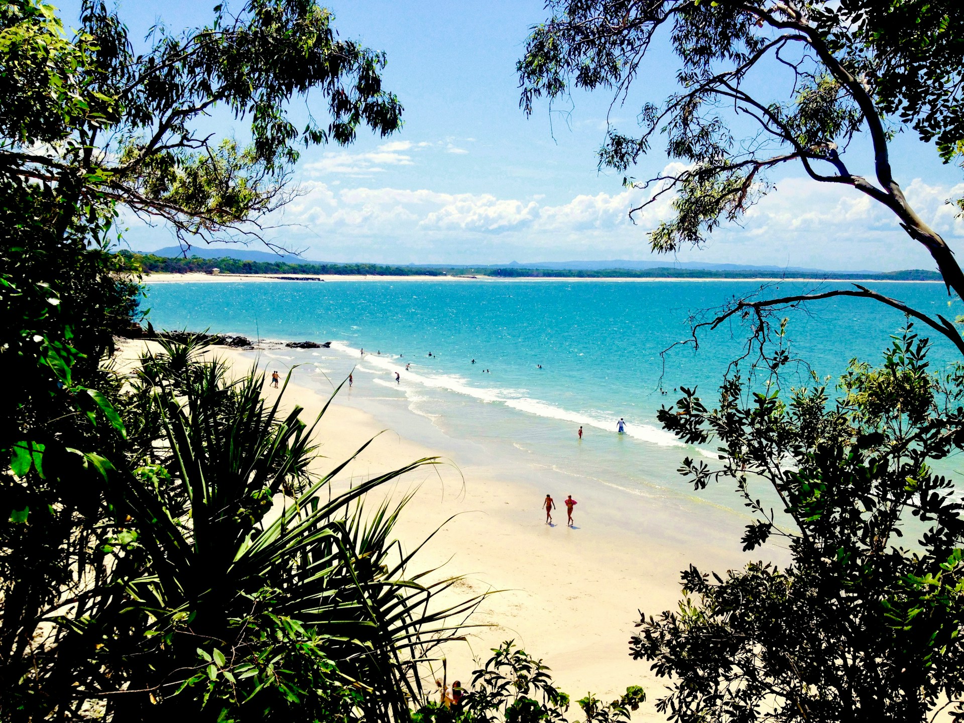 whale watching sunshine coast