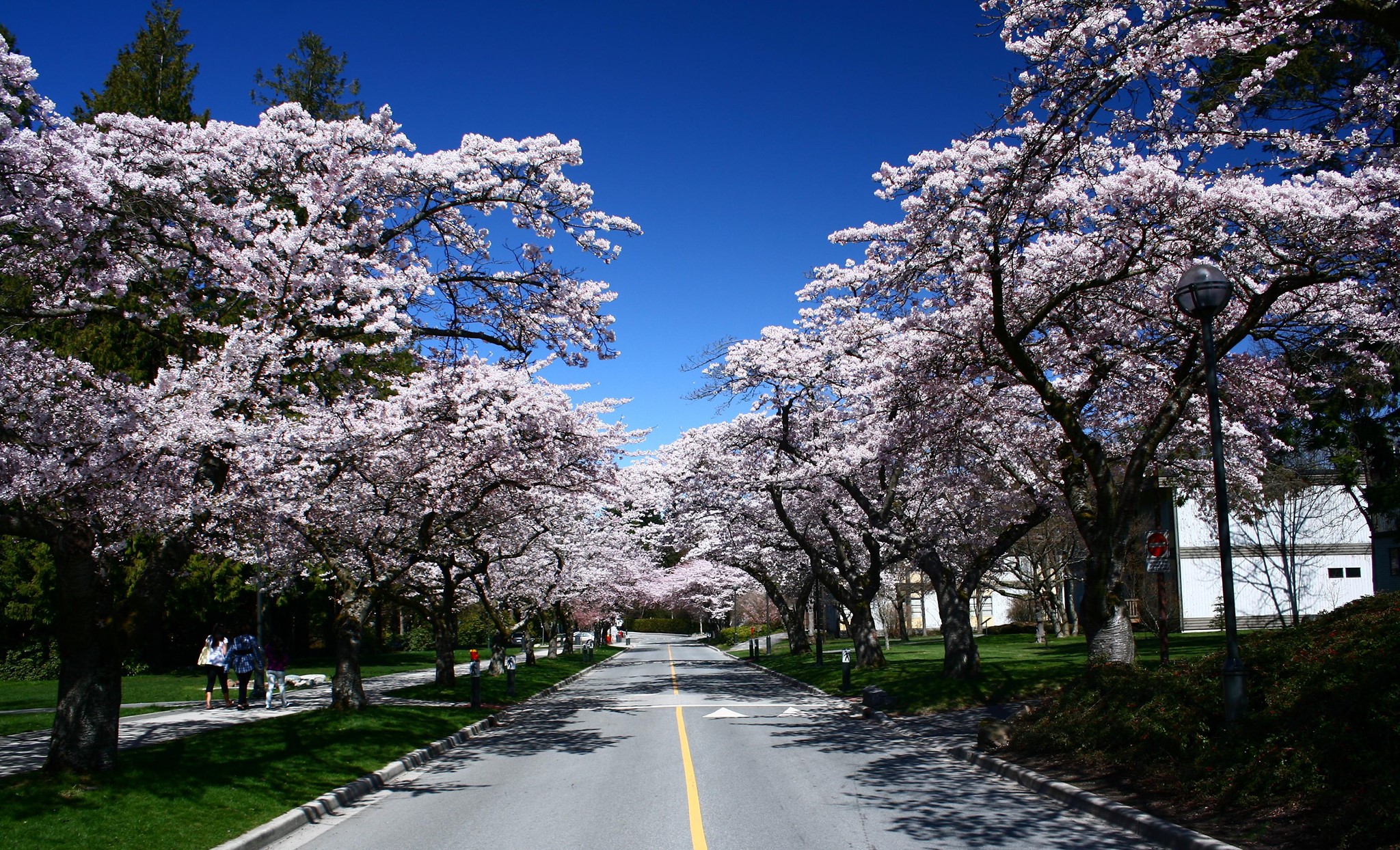 Best Places to see Cherry Blossoms in Canada, Vancouver BC