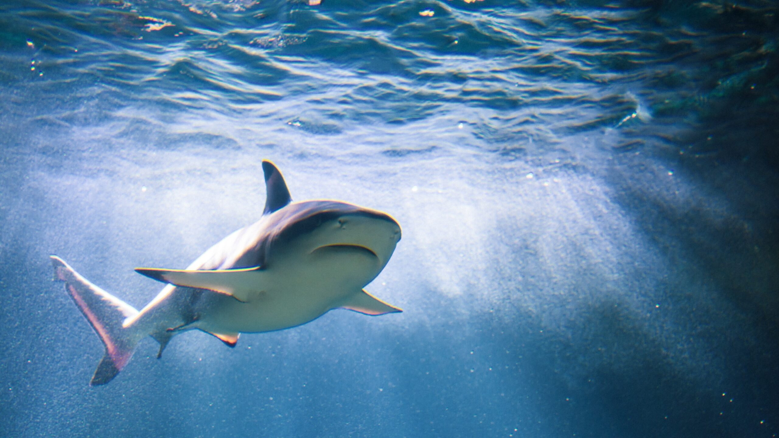 shark snorkeling oahu