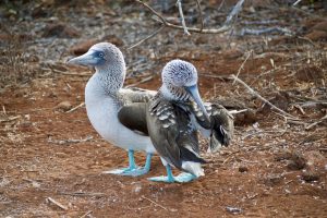Galapagos islands animals