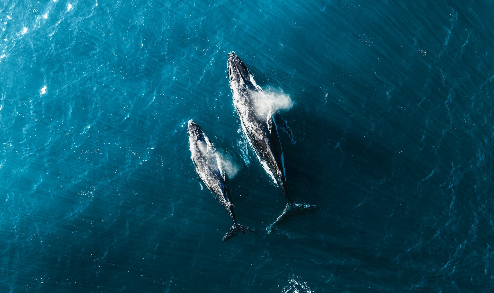 whale watching sunshine coast
