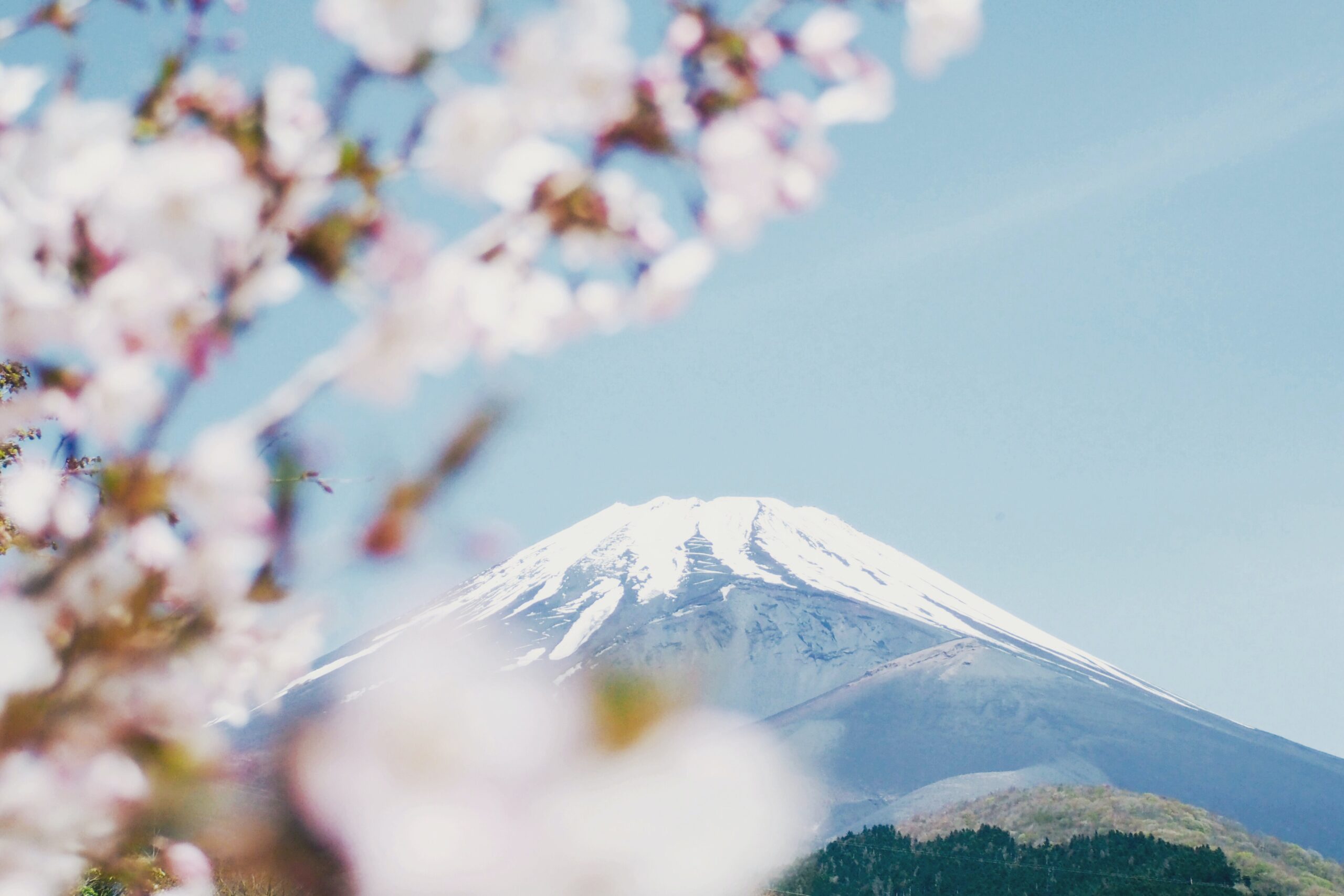 cherry blossom japan festivals