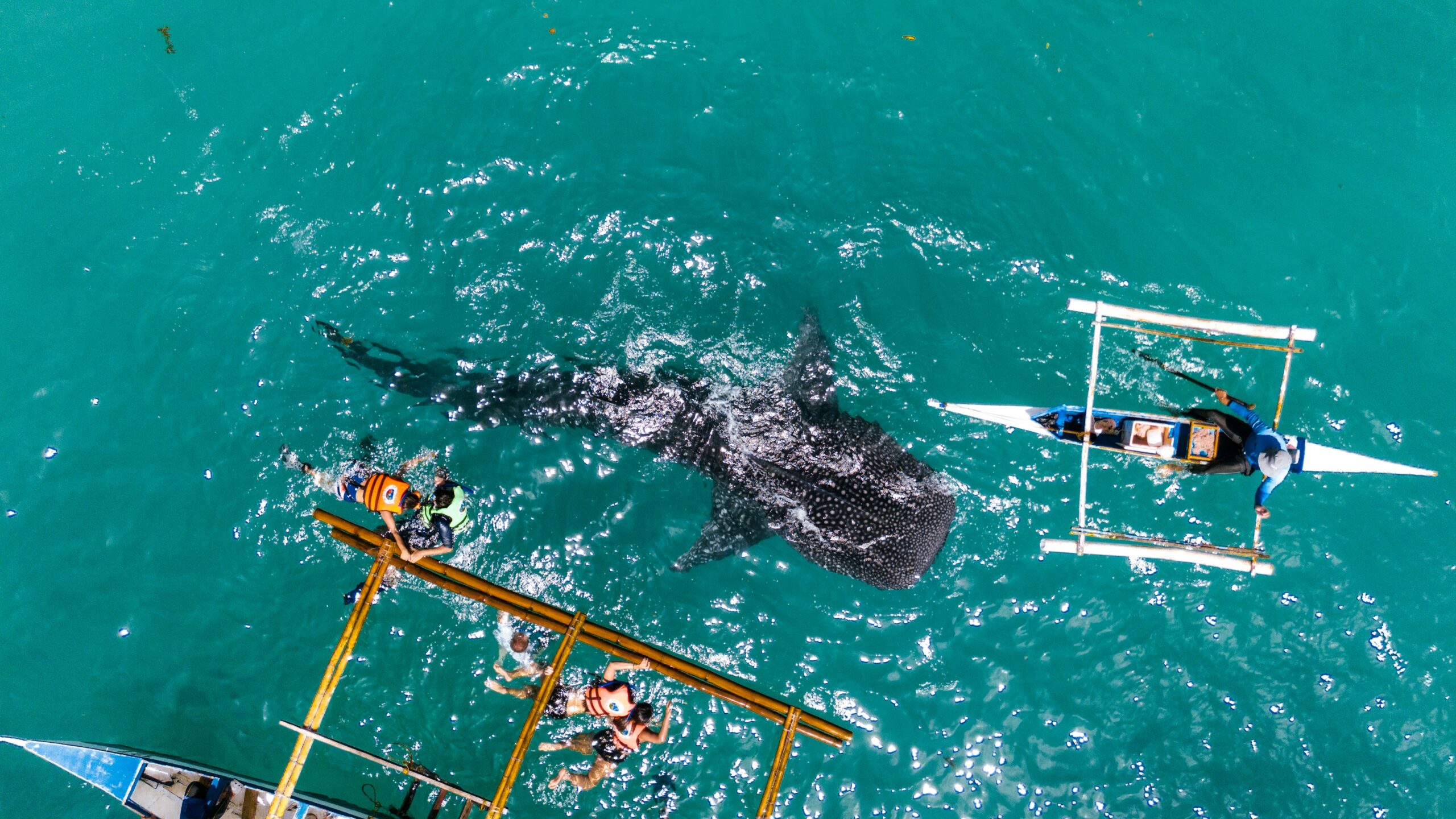 diving with whale sharks