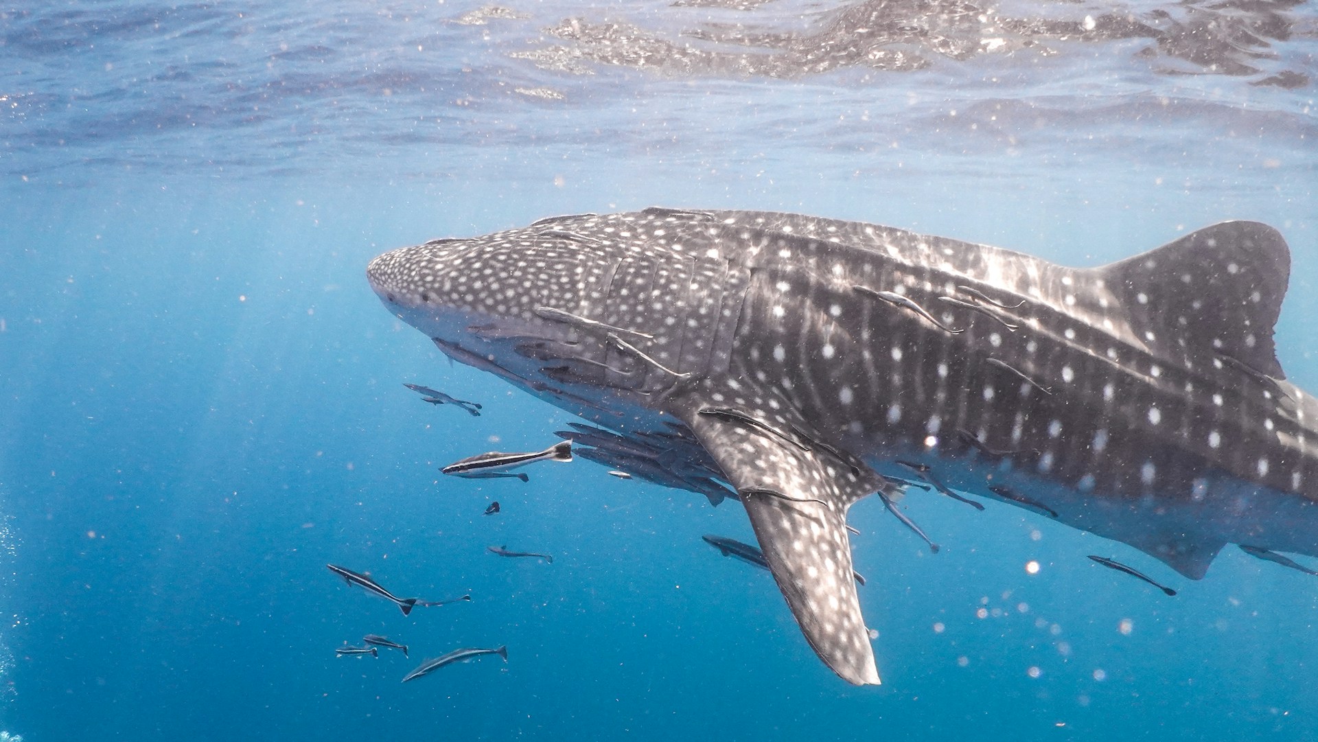 diving with whale sharks