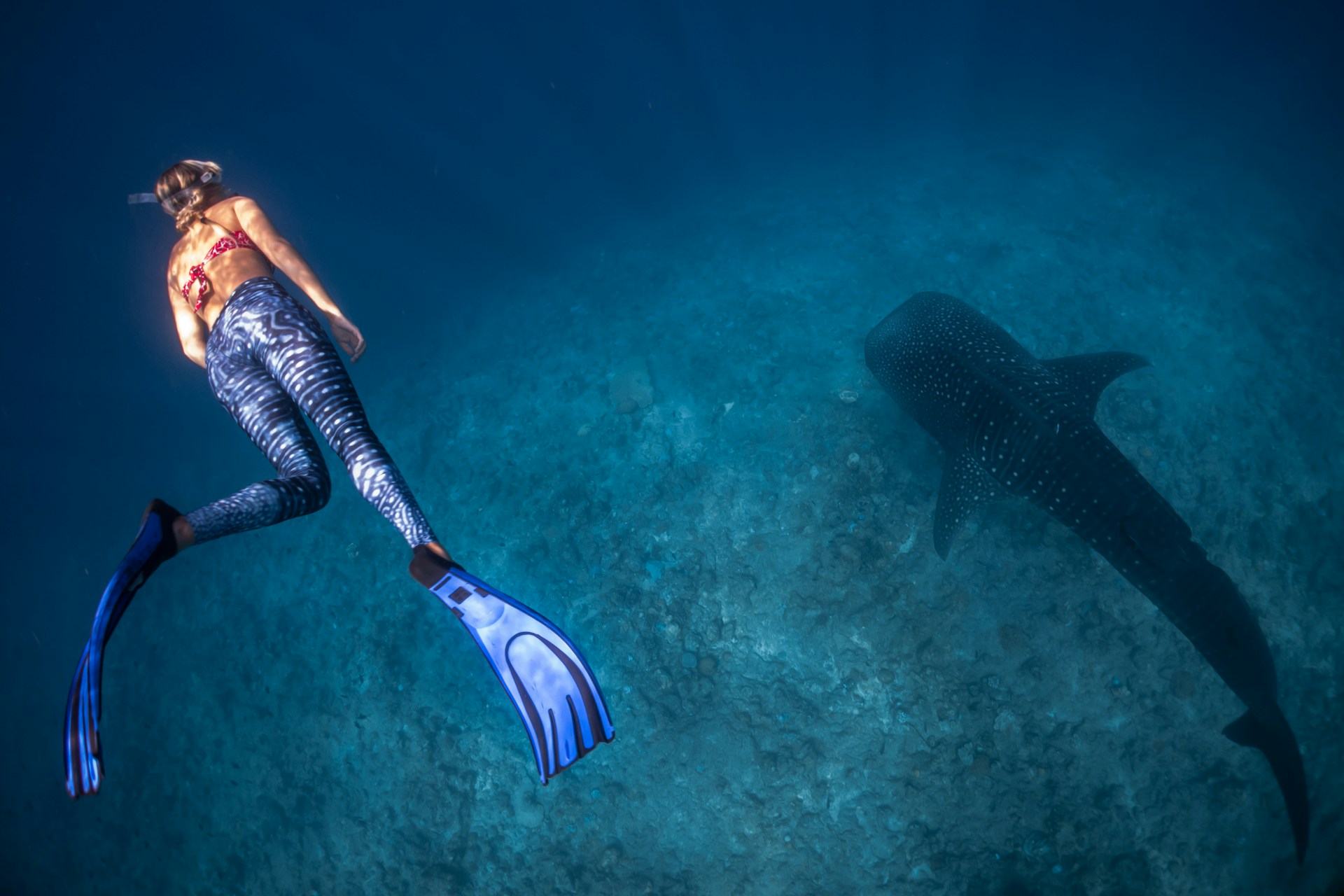 diving with whale sharks