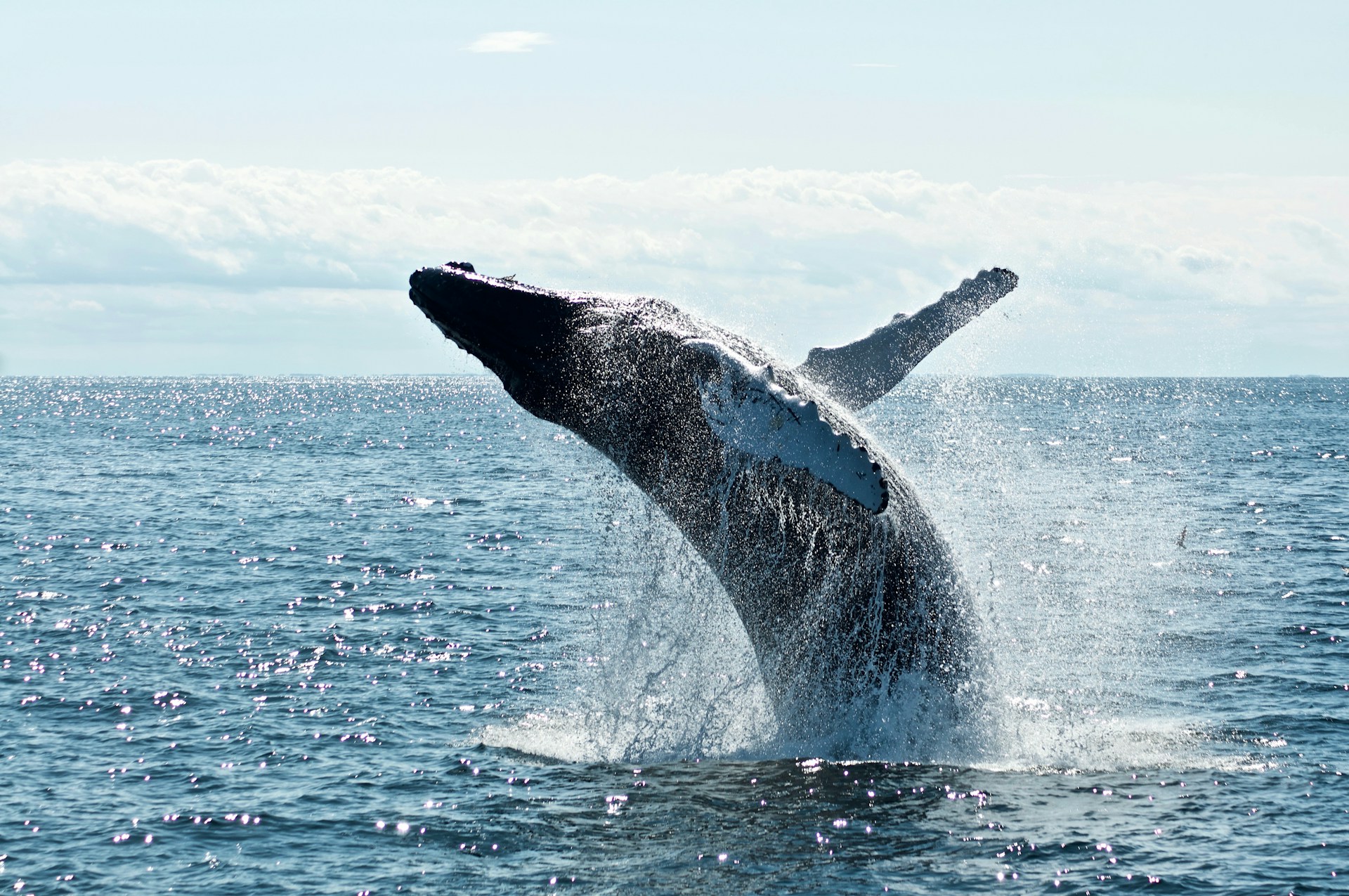 whale watching sunshine coast
