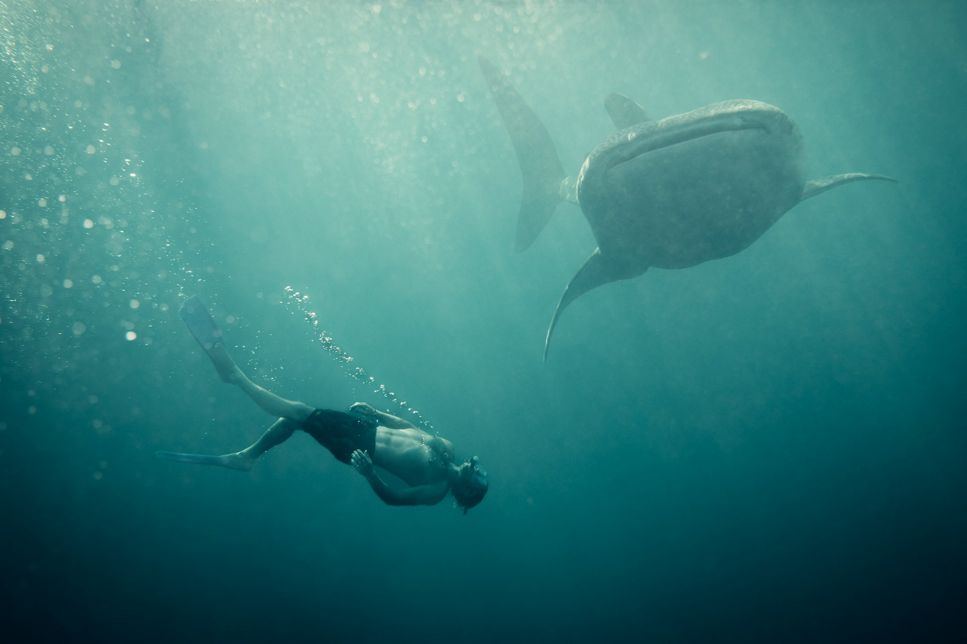 diving with whale sharks